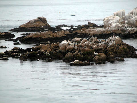 Image of Mediterranean Monk Seal