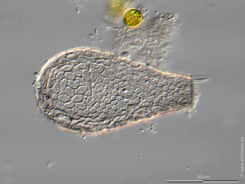 Image of Gibbocarina Kosakyan, Lahr, Mulot, Meisterfeld, Mitchell & Lara 2016