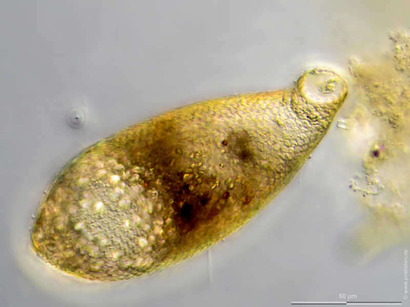 Image of Cyphoderia ampulla