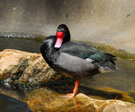 Image of Rosy-billed Pochard