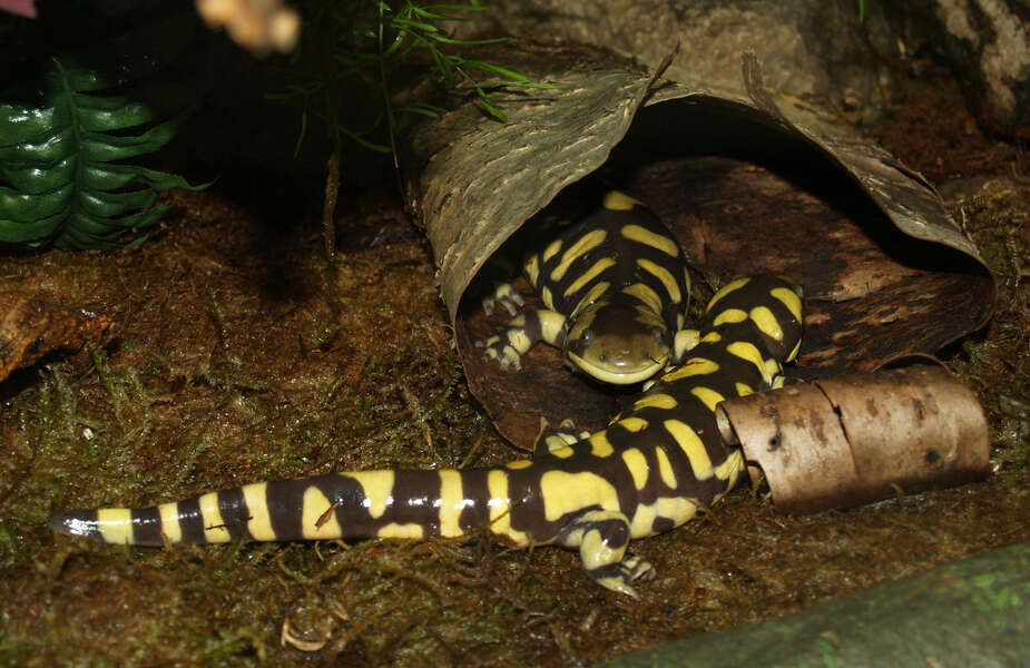 Image of Eastern Tiger Salamander