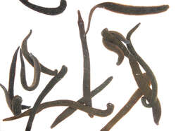 Image of leeches