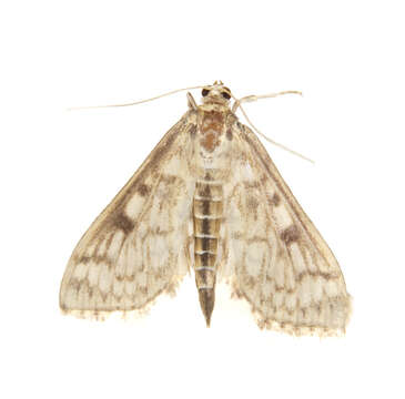 Image of Herpetogramma abdominalis Zeller