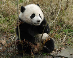 Image of Giant Panda