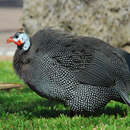 Image of Helmeted Guineafowl