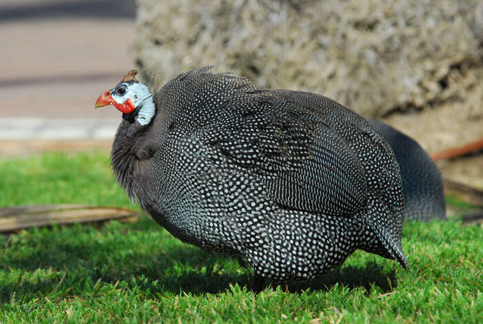 Domestic guineafowl - Wikipedia