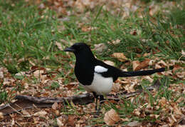 Image of Black-billed Magpie