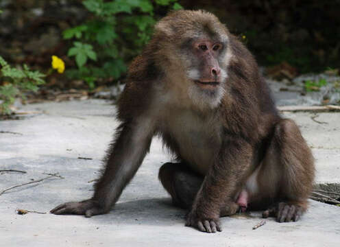 Image of macaques