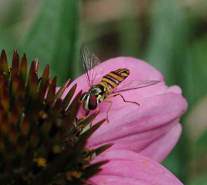 Image de Syrphidae