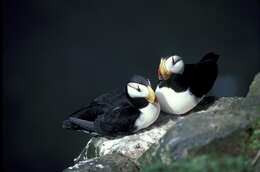 Image of Horned Puffin