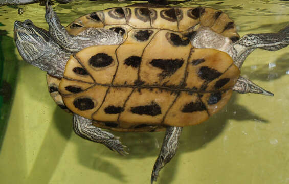 Image of Trachemys Agassiz 1857