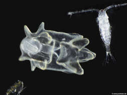 Image of Asterozoan larva