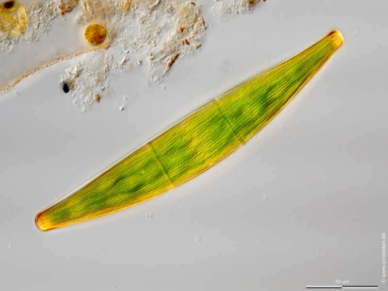 Image of Closterium striolatum Ehrenberg ex Ralfs 1848