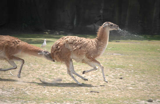 Image of Guanaco