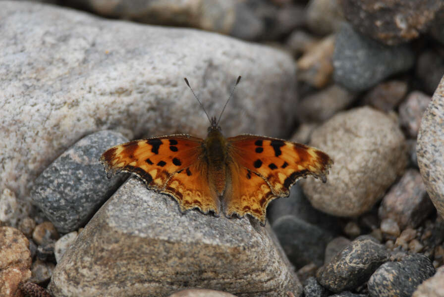 Image of Hoary Comma