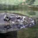 Image of Pygmy hippopotamus