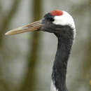 Image of Japanese Crane