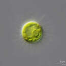 Image of Glochiococcus aciculiferus (Lagerheim) P. C. Silva 1996