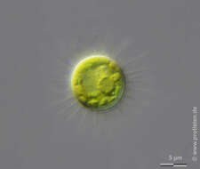 Image of Glochiococcus aciculiferus (Lagerheim) P. C. Silva 1996