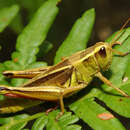 Image of Two-Striped Grasshopper