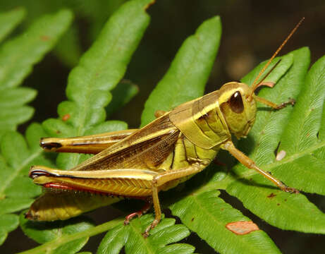 Image of Two-Striped Grasshopper