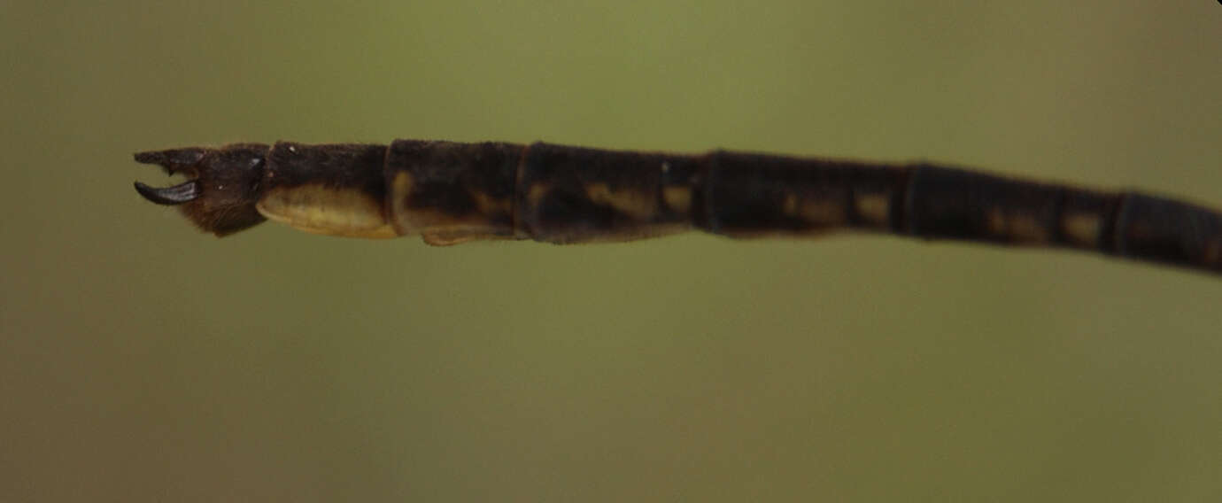 Image of Phanogomphus spicatus (Hagen ex Selys 1854)
