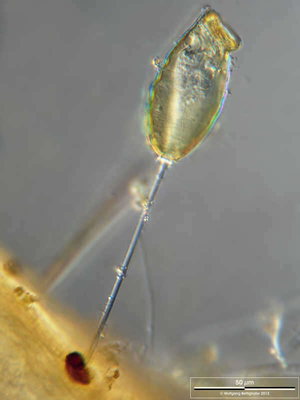 Image of Pyxicola operculigera Kent 1882
