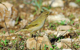 Image of Common Chiffchaff