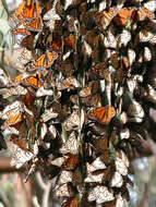 Plancia ëd Danaus (Anosia) plexippus Linnaeus 1758