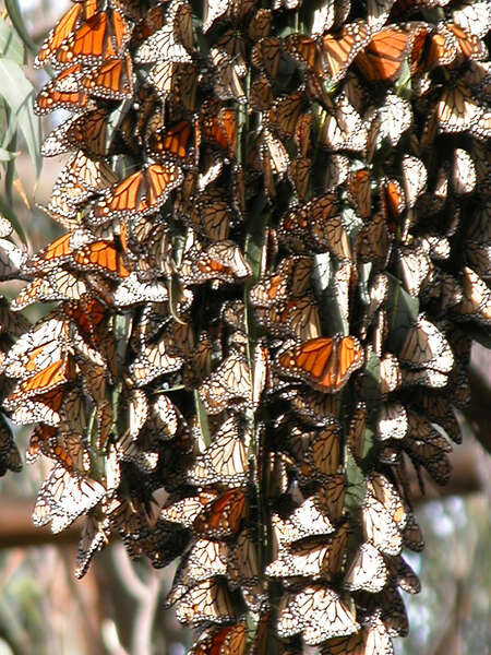 Sivun Monarkkiperhonen kuva