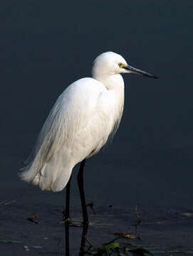 Image of Little Egret