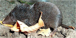 Image of Elliot's Short-tailed Shrew