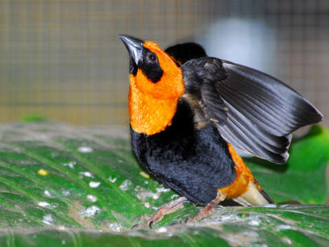 Image of Black-winged Bishop