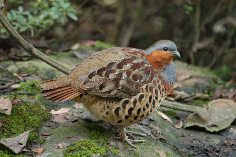 Image of Bamboo-partridges