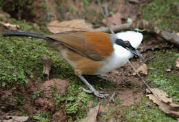 Image of White-crested Laughingthrush