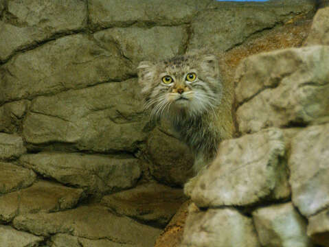 Image of Pallas’s cat