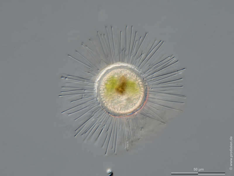 Image de Acanthocystis Carter 1863