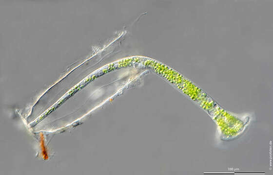 Image of Thuricola folliculata