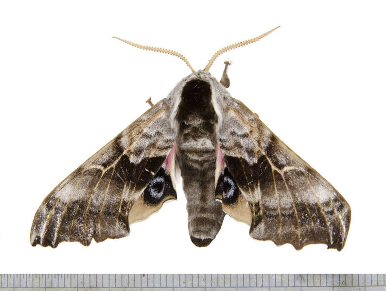 Image of Twin-spotted Sphinx