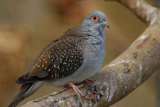 Image of Geopelia Swainson 1837