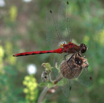 Image of White-faced Meadowhawk