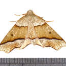 Image of Hollow-spotted Plagodis