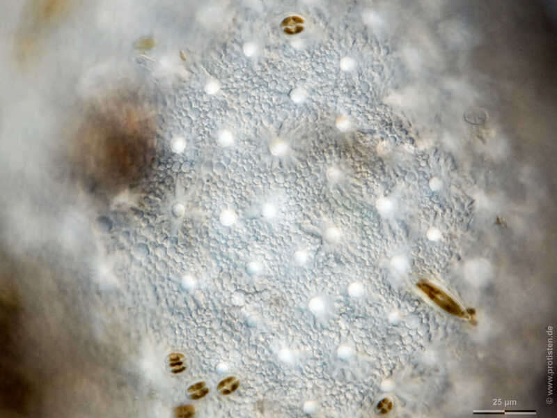 Image of <i>Ephydatia fluviatilis</i>