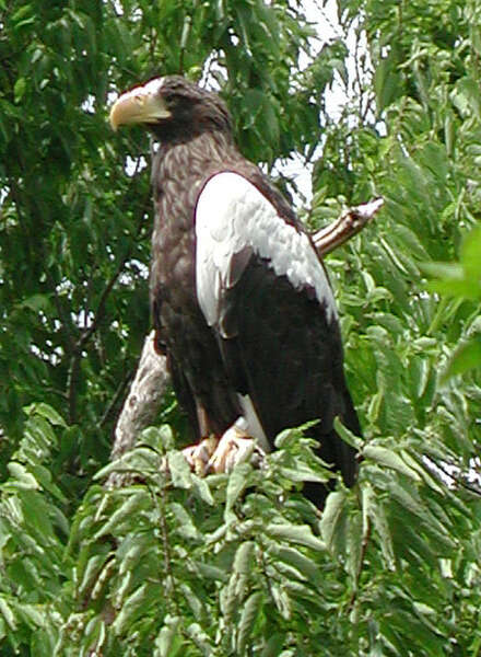 File:Adult Steller's sea eagle fishing.jpg - Wikipedia