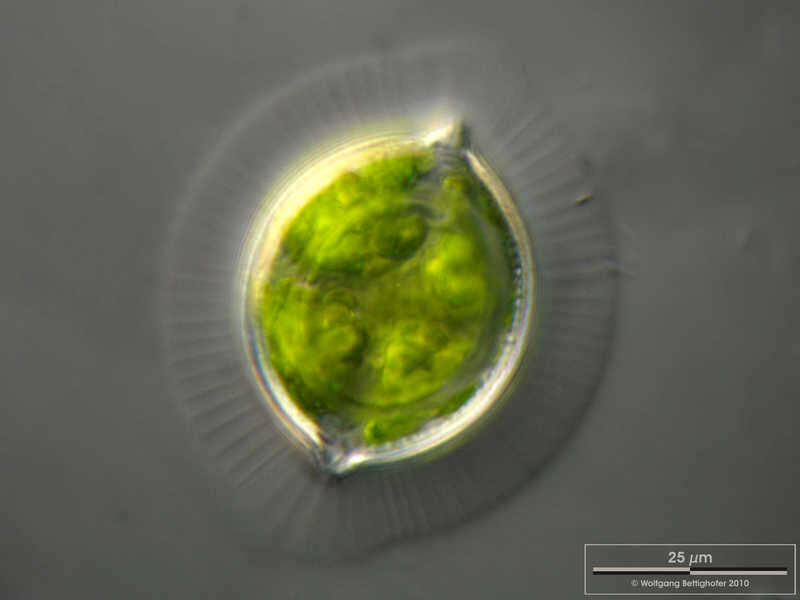 Image of Desmidium grevillei