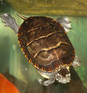 Image of Eastern Painted Turtle