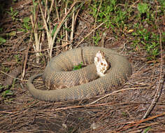 Agkistrodon piscivorus (Lacépède 1789)的圖片