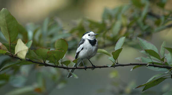 Image of Pied Wagtail and White Wagtail