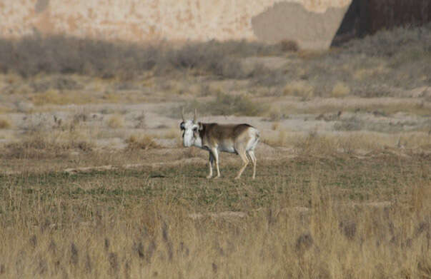 Image de Saiga Gray 1843