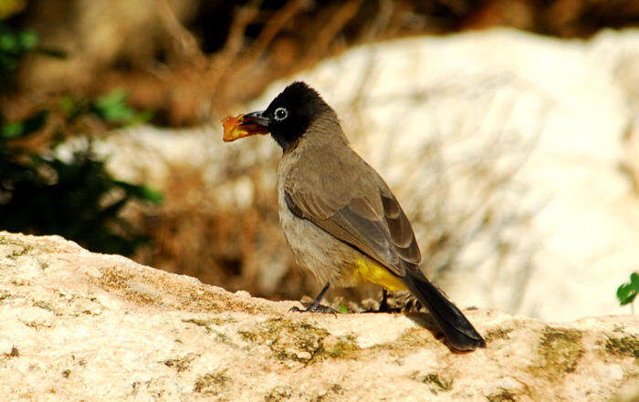 Image of White-eyed Bulbul